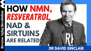 DAVID SINCLAIR “How NMN, NAD, Resveratrol & Sirtuins Are Related”| Dr David Sinclair Interview Clips