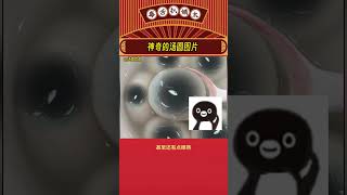 不是 ？我中幻术了？ #娱乐评论大赏 #万万没想到 #神奇 #小黑 #娱乐评论  #shorts