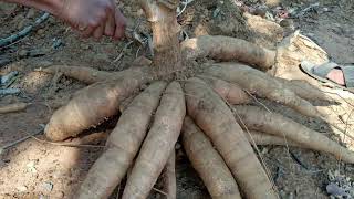 Cassava KU50 Variety ពូជដំឡូងមីខេយូ50