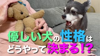 優しい犬の性格はいつからどうやって決まる？　性格は変えられるのか？