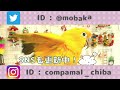 【こんぱまるＴＶ】千葉店　＃7　ゴシキセイガイインコ