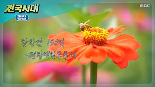 [전국시대] 찬란한 100일 평창백일홍축제 (펑창)