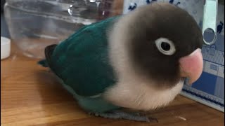 【かわいい】ブルーボタンインコが遊んでいる風景が面白すぎる【おしゃべりペット】