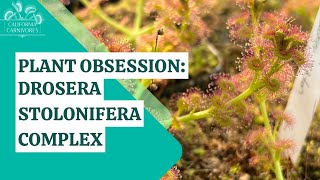 Plant Obsession: The Drosera stolonifera Complex