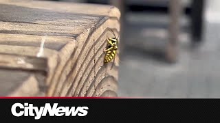 Wasp infestation in Edmonton causing resident to set DIY traps