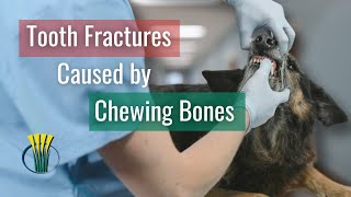 Tooth fractures in dogs. Should I give my dog a bone?