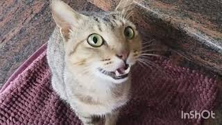 cute cat & funny animal videos