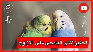 صوت تحفيز أنثى البادجي على التزاوج والإنتاج