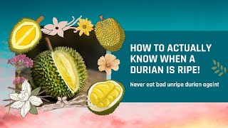 How to actually know when a Durian is ripe! Never eat bad unripe Durian again!