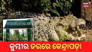 Kendrapara News | କୁମ୍ଭୀର ଡରରେ କେନ୍ଦ୍ରାପଡ଼ା | Crocodile Attack |Local News| Odia News