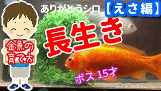 【ポイント】金魚の上手な育て方（えさ編）ボス15才（設定上15才実際は18才）ありがとうシロ　元気で長生き金魚の育て方。