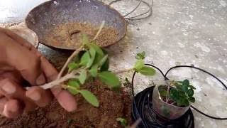 how to grow ficus cutting ? , tips of grow cutting , easy and simple method in hindi and urdu how to grow ficus cutting ? , tips of grow cutting , easy and simple method in hindi and urdu