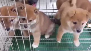 幼犬寵物店- 柴犬軍團