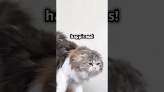 Decode Your Cat's Tail Language!  #cat #animallife #funnyanimal #funny #petsrule #pets #catvideos