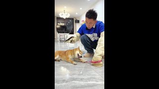 那年我双手插兜，不知道什么叫对手！#柴犬 #壹陸训犬