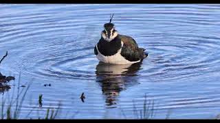 Lapwing \