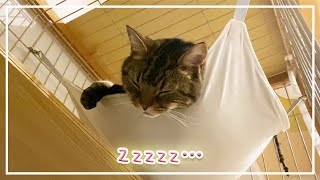 【ほっけ】下向いて寝るからお顔がパンパン【アメショ】#猫