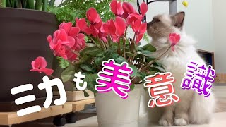 お花を好きになろう【ミカも美意識】（バーマン猫）Birman/Cat