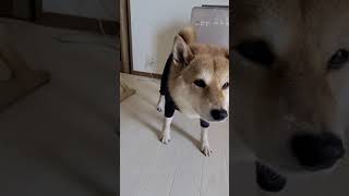 【柴犬】服を着て固まる【抜け毛】/When I dressed the Shiba Inu, it got stuck. #Shorts