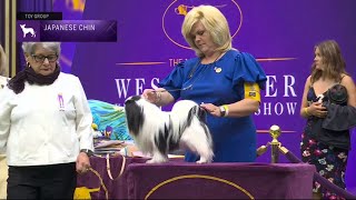 Japanese Chin | Breed Judging 2023