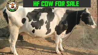 HF Cow for sale, 2 ਸੂਏ ਗਾਂ ਵਿਕਾਊ