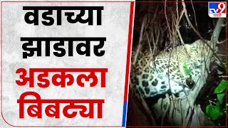 Junnar Leopard  : जुन्नरमधील  बेल्हे-गुळूंचवाडी येथील वडाच्या झाडावर अडकला बिबट्या