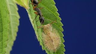 Owlfly Larva from Ecuador