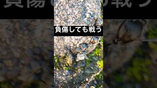 「力を振り絞る」とはこの事  #蟻 #ants #戦い #クロオオアリ #負傷