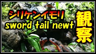 【肌質最高】じっくり観察しシリケンの魅力にせまる【オキナワシリケンイモリ sword tail newt のパルダリウム】