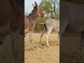 Donkeys#animals al#pets #viralvideo #youtubeshorts