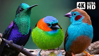 World's Most Lovely Small Birds | Amazing Bird Sounds | Breathtaking Nature | Stress Relief | P3