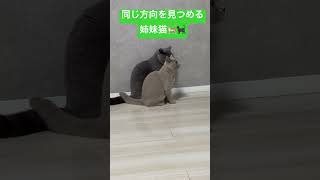 同じ方向を見つめる姉妹猫🐈🐈‍⬛ #britishshorthair #cat #cutecat #gato #고양이 #かわいい #ねこ #ブリティッシュショートヘア #猫 #癒し