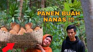 Panen Buah Nanas Dikebun Wa Entur, Auto Bikin Menu Berbuka Puasa