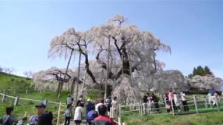 2018-04-12 福島県三春の滝桜