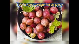 Про вирощування агрусу