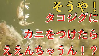 タコジグに小さいカニを付けてタコを狙ってみた結果！？