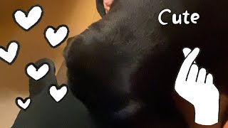 体を擦り付けてくる黒パグが可愛い!!The black pug that rubs your body is cute !