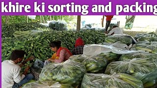 khire ki harvesting, sorting and packing | khire ki kheti | cucumber farming