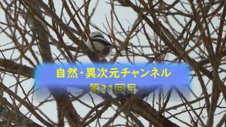 2022.03.13 配信 　第31回目 野鳥③～「シマエナガ」北海道にだけ生息、＃シマエナガ、＃野鳥、＃エナガ、＃北海道、＃小鳥