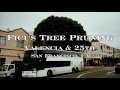 Proper Ficus Pruning in San Francisco