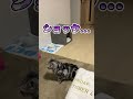 【猫とじじい】猫あるある編 モモアソンデクレナイ cat アメショー 猫 ねこ動画 無視された