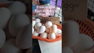 Fresh Organic Eggs Available at Wow Store Jan 10, 2025