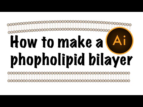Phospholipid bilayer using Adobe Illustrator Phospholipid bilayer using Adobe Illustrator