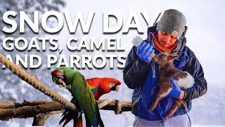 Caring For Exotic Animals In the Snow