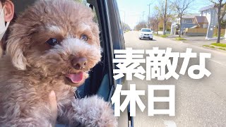 散歩大好きな犬が喜ぶ休日の過ごし方