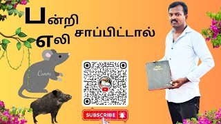 பன்றி எலி சாப்பிட்டால்#பழைய ஏற்பாட்டின் முறை# பரிசுத்த வேதாகமம்