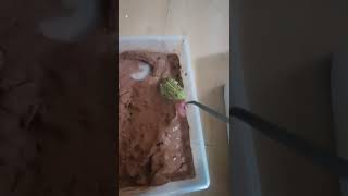 非洲牛蛙吃粉色老鼠baby African bullfrog eats pink mouse