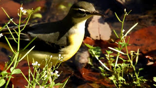 野鳥観察スポット　（埼玉県・智光山公園）