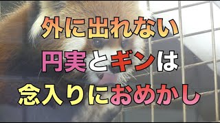 【円山動物園レッサーパンダ】外に出れない円実とギンは、念入りにおめかし