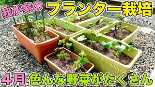 【4月・家庭菜園】我が家のプランター栽培　色んな種類の野菜を育ててます！